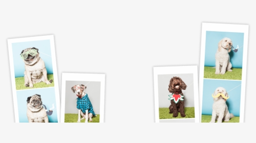 This Traveling Photo Booth Is Like No Other Featuring - Dog Photo Booth Prints, HD Png Download, Transparent PNG