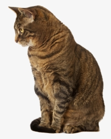 Cat Sitting Down Indoors - Samsung Phone Cases S10e Cat, HD Png Download, Transparent PNG