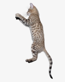 #kitten #cats #cat #jump #jumping #jumpingcat #terrieasterly - Cat Jumping Transparent Background, HD Png Download, Transparent PNG