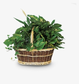 Cesto De Flores Santa Lucia - Dish Garden Plants, HD Png Download, Transparent PNG