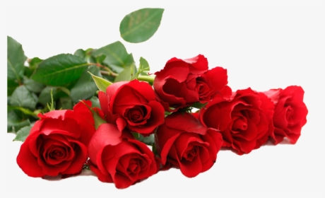 Rosas Sinfondo - Rose Flowers, HD Png Download, Transparent PNG