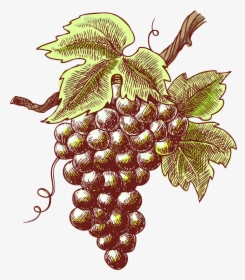 Transparent Purple Grape Clipart - Grape Sketch Png, Png Download, Transparent PNG