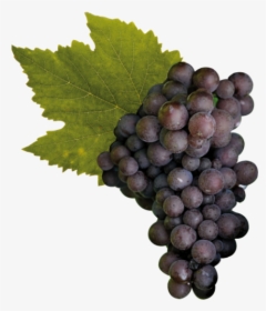 Pinot Grigio Grapes Transparent, HD Png Download, Transparent PNG