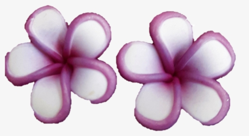 Mini Purple Rimmed Plumeria Earrings - Frangipani, HD Png Download, Transparent PNG