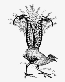 Lyre Bird Svg Clip Arts - Lyre Bird, HD Png Download, Transparent PNG