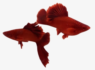 Snapper, HD Png Download, Transparent PNG