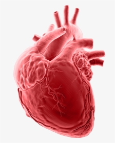 Collaborative Imaging Brain - Heart Attacks, HD Png Download, Transparent PNG