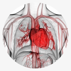 Major Research In Cardiology, HD Png Download, Transparent PNG