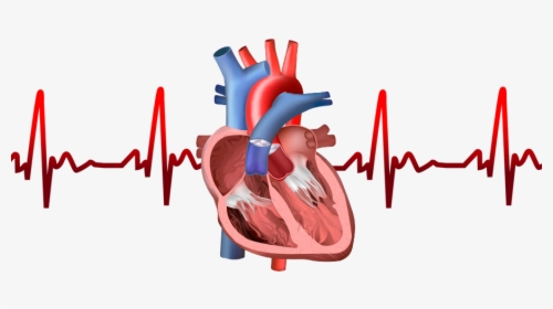 Components Of Cardiovascular System, HD Png Download, Transparent PNG