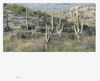 Shrubland, HD Png Download, Transparent PNG