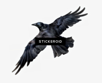 Common Raven Birds - Transparent Background Raven Icons, HD Png Download, Transparent PNG