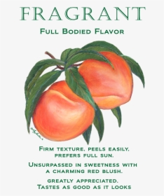 Peaches Fragrant Mug - Cherry Tomatoes, HD Png Download, Transparent PNG