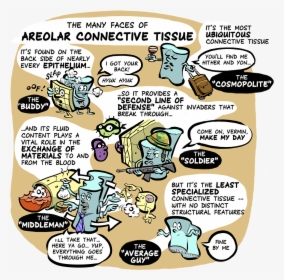 The Many Faces Of Areolar Connective Tissue - Cartoon, HD Png Download, Transparent PNG