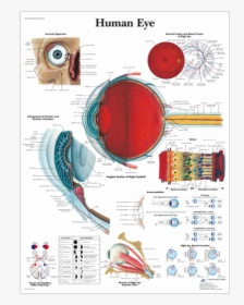 Anatomical Chart - Human Eye - Anatomy Of Eye Poster, HD Png Download, Transparent PNG