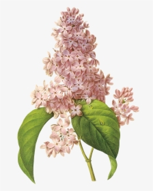 Lilac Png - Flores De Colores Que Parecen De Algodon, Transparent Png, Transparent PNG