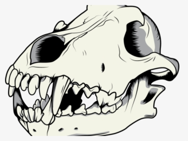 Mouth Clipart Wolf - Wolf Skull Vector Drawing, HD Png Download, Transparent PNG