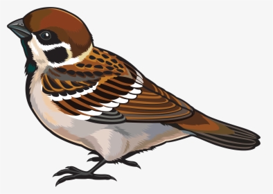 Clipart Image Of Sparrow, HD Png Download, Transparent PNG