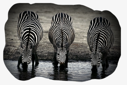 #zebras #zebras #zebrastyle #zebrastripes #zebrahead - No Two Zebras Have The Same Stripes, HD Png Download, Transparent PNG