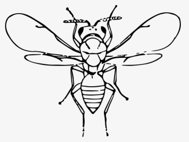 Flu Bug Clip Art - Insect, HD Png Download, Transparent PNG