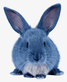 Blue Bunny, HD Png Download, Transparent PNG