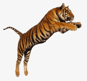 #beautiful #white #orange #jumping #wild #animal #cat - Subhash Chandra Bose With Tiger, HD Png Download, Transparent PNG