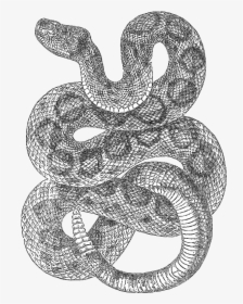 Transparent Viper Snake Png - Drawing Of Western Diamondback, Png Download, Transparent PNG