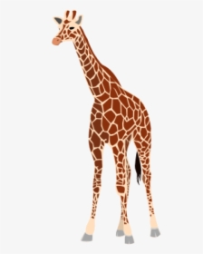 Real Giraffe Png - Giraffe Clipart, Transparent Png, Transparent PNG