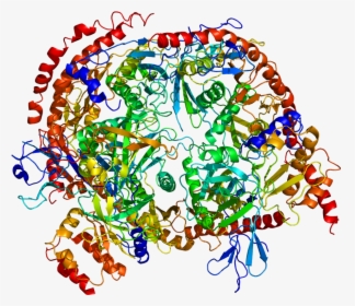 Protein Exosc3 Pdb 2nn6 - Exosome Component 6, HD Png Download, Transparent PNG
