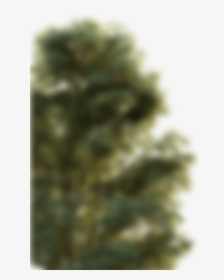 Blurry Trees - Macro Photography, HD Png Download, Transparent PNG