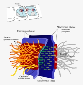 Desmosome Cell Junction En - Intermediate Filament Function, HD Png Download, Transparent PNG