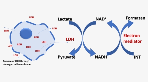 Lactate Dehydrogenase Ldh Cytotoxicity Assay, HD Png Download, Transparent PNG