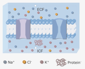 An Image Showing The Icf And Ecf (extracellular Fluid), HD Png Download, Transparent PNG