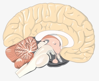 Brain,organ,jaw - Striatum Cortico Limbic Circuitry, HD Png Download, Transparent PNG