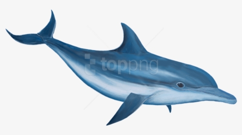 Free Png Download Dolphin Png Images Background Png - Dolphin Hd Png, Transparent Png, Transparent PNG