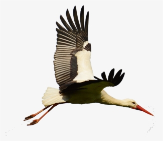 Goose Transparent Stork - White Stork Flying Png, Png Download, Transparent PNG