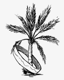 Palm Tree Coachella Drawing, HD Png Download, Transparent PNG