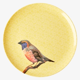 Plate, HD Png Download, Transparent PNG