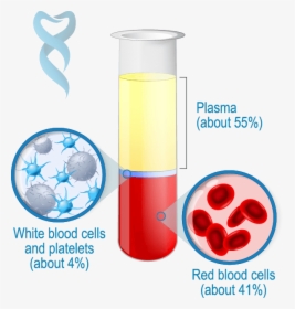 Blood Structure Prf - Plasma Red And White Blood Cells, HD Png Download, Transparent PNG