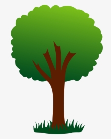 Other Popular Collections - Cartoon Picture Of Tree, HD Png Download, Transparent PNG