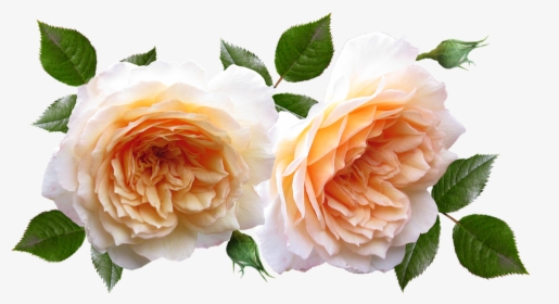 Roses, Flowers, Plants, Garden, Perfume - Flores Y Plantas Png, Transparent Png, Transparent PNG