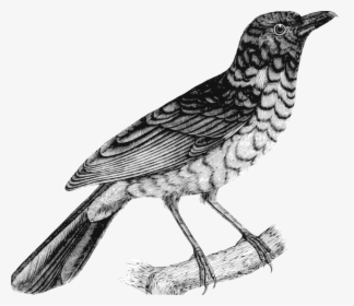 Collection Of Free Drawing Birds American Robin Download - Robin Clipart Black And White, HD Png Download, Transparent PNG