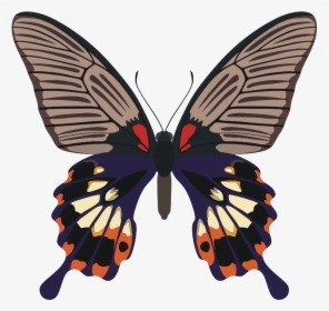 Butterfly, HD Png Download, Transparent PNG