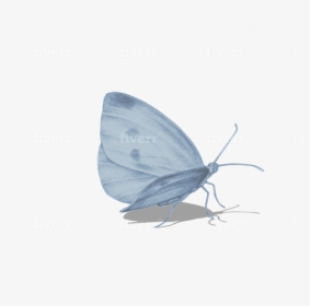 Holly Blue, HD Png Download, Transparent PNG