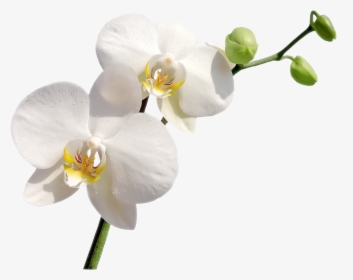 9 Png, White Orchid - White Orchids Orchid Png, Transparent Png, Transparent PNG