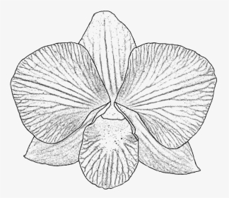 Collection Of Drawing - Orchid Png White And Black, Transparent Png, Transparent PNG