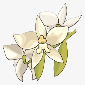 White Orchid Flower Clip Art � Clipart Free Download - White Orchid Flower Clip Art, HD Png Download, Transparent PNG