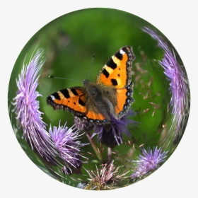 Bola De Cristal, Bola, Mariposa, Carey, Cardo - Butterfly In A Glass Ball, HD Png Download, Transparent PNG