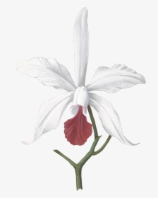Transparent White Orchids Png - Devilwood Flower Drawing, Png Download, Transparent PNG