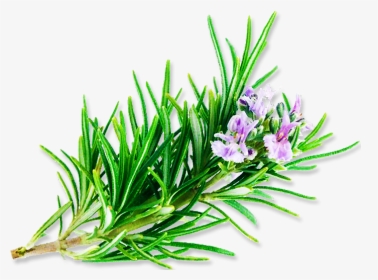 Clip Art Observat Rio C Smico - Rosemary, HD Png Download, Transparent PNG