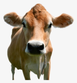 Transparent Cow Head Png, Png Download, Transparent PNG